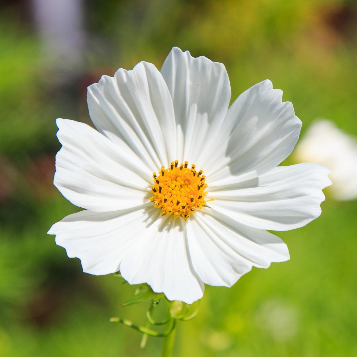 Cosmos- Versailles White